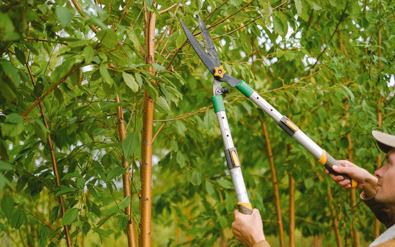 Tree trimming in Bartelso, IL